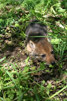 Taking a Look Inside a Coyote Den | Urban Coyote Research